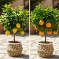 Patio Citrus Collection | Orange, Lemon & Lime Trees | 3 x 5L Patio Trees
