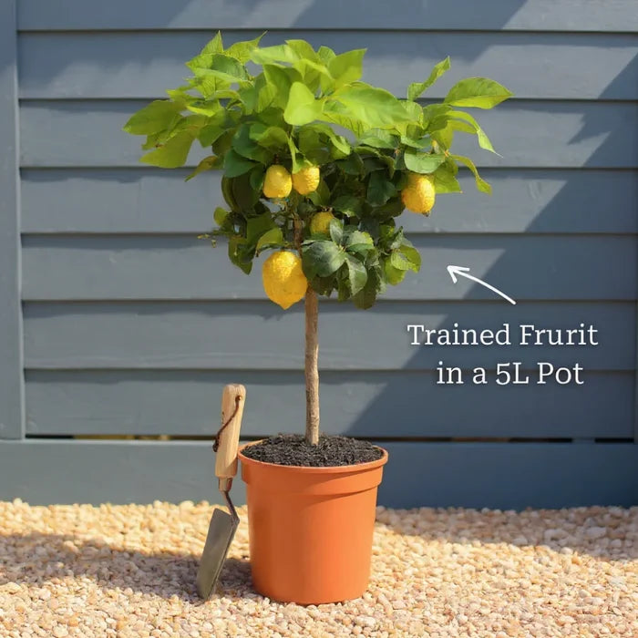 Patio Citrus Collection | Orange, Lemon & Lime Trees | 3 x 5L Patio Trees