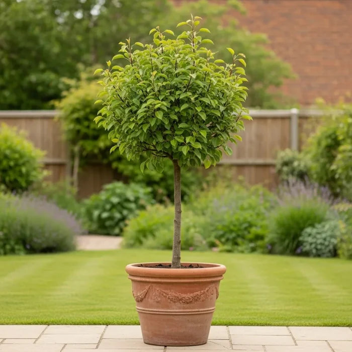 Patio 'Conference' Pear Tree | 3ft | Bare Root