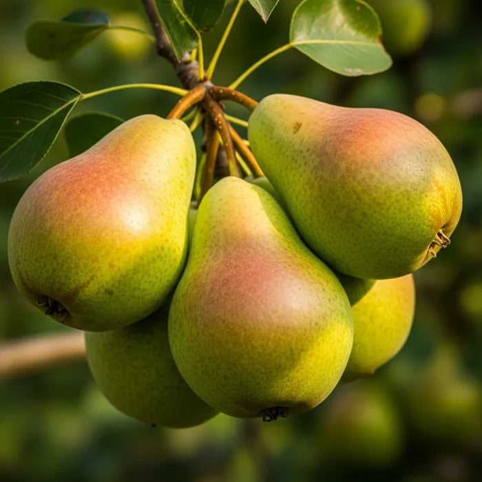 Patio 'Red Williams' Pear Tree | 3ft | 4.5L Pot