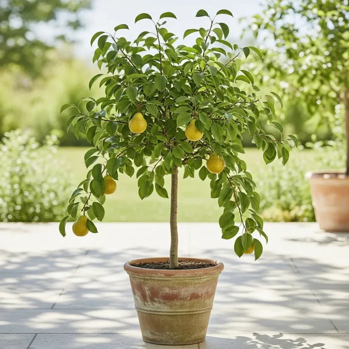 Patio 'Red Williams' Pear Tree | 3ft | 4.5L Pot