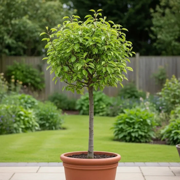 Patio 'Red Williams' Pear Tree | 3ft | Bare Root