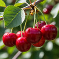 Patio 'Sunburst' Cherry Tree | 3ft | 4.5L Pot