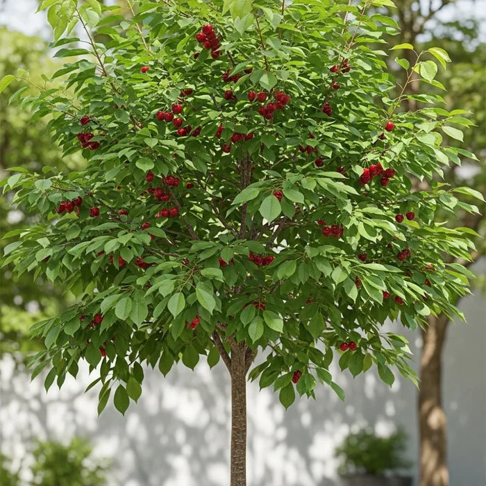 Patio 'Sunburst' Cherry Tree | 3ft | 4.5L Pot