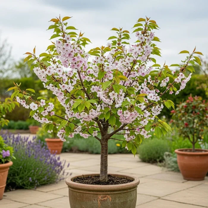 Patio 'Sunburst' Cherry Tree | 3ft | 4.5L Pot