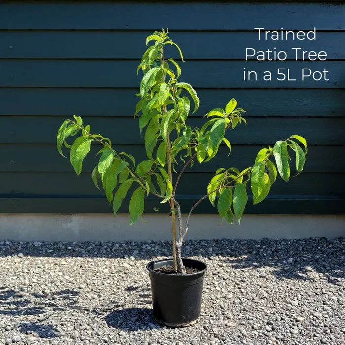 Patio 'Sunburst' Cherry Tree | 3ft | 4.5L Pot