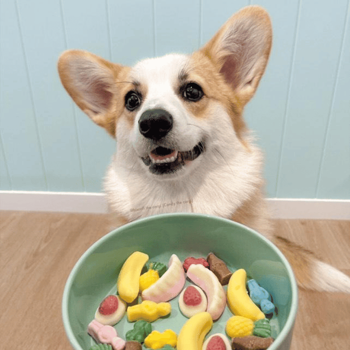 Pawty Mix Dog Lollies - Lollies from DoggyTopia at DoggyTopia