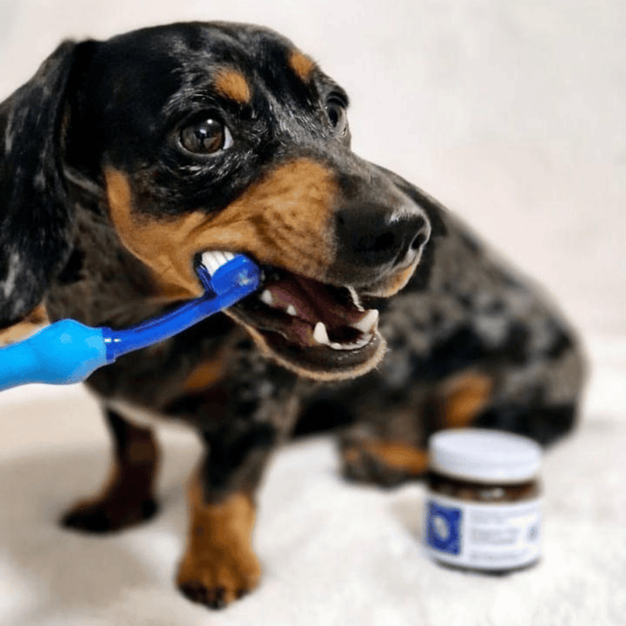 Pet Toothpaste - Oral Care from Australian Animal Oral Care at DoggyTopia