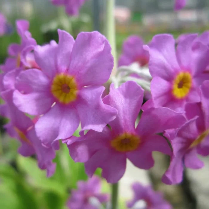 Primula beesiana | Beesian candelabra primrose | Pond Side Plant