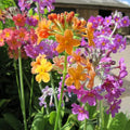 Primula bulleyana | Bulley’s candelabra primrose | Pond Side Plant