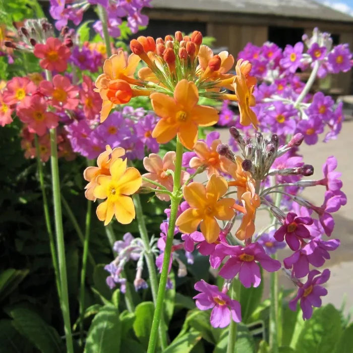 Primula bulleyana | Bulley’s candelabra primrose | Pond Side Plant