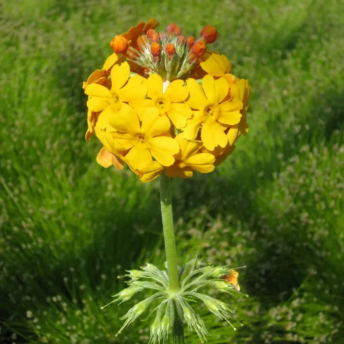 Primula bulleyana | Bulley’s candelabra primrose | Pond Side Plant