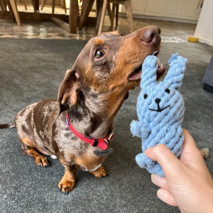 Rabbit Rope Dog Toy - Rope Toys from . at DoggyTopia