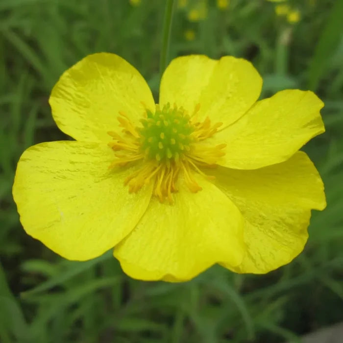Ranunculus flammula | Lesser spearwort | Marginal Plant