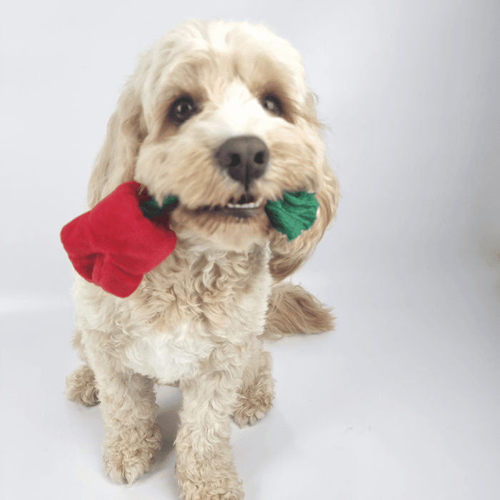 Red Rose Rope Dog Toy - Plush and Rope Toys from . at DoggyTopia