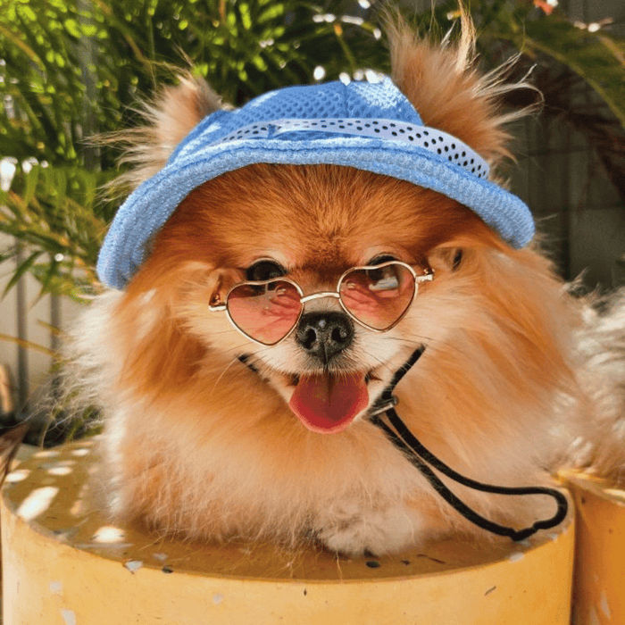 Round Fashion Dog Sunglasses - Sunglasses from . at DoggyTopia