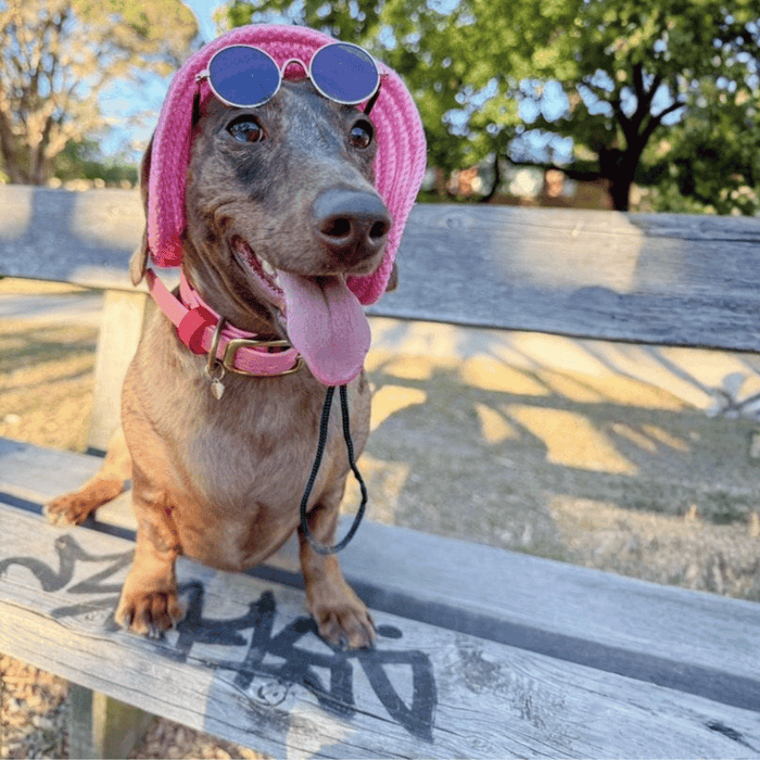 Round Fashion Dog Sunglasses - Sunglasses from . at DoggyTopia