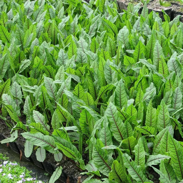 Rumex sanguineus | Red‑veined dock (bloody dock) | Marginal Plant