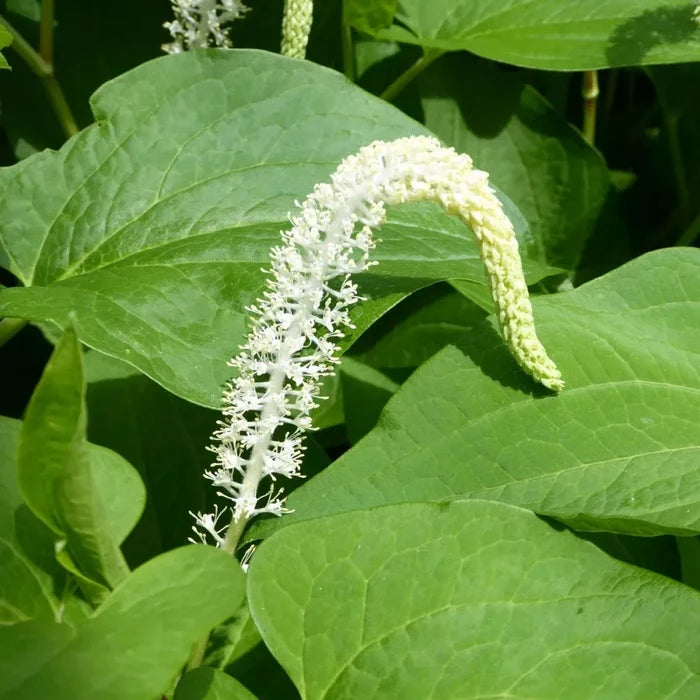 Saururus cernuus | Lizard’s‑tail | Marginal Plant