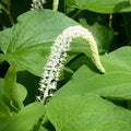 Saururus cernuus | Lizard’s‑tail | Marginal Plant