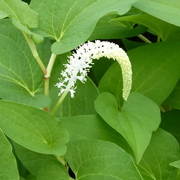 Saururus cernuus | Lizard’s‑tail | Marginal Plant