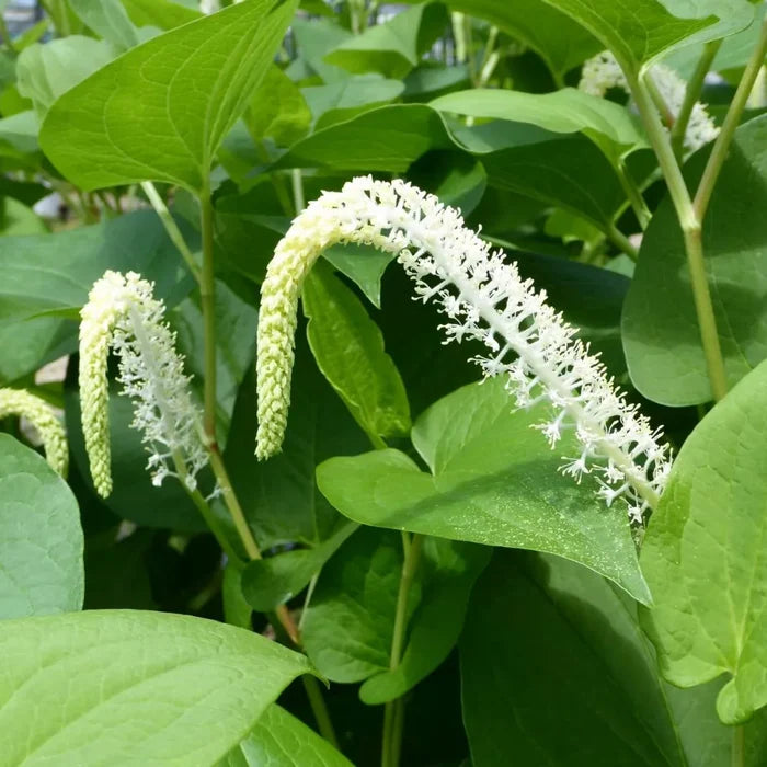 Saururus cernuus | Lizard’s‑tail | Marginal Plant