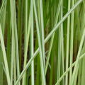 Scirpus lacustris (= Schoenoplectus) | Common bulrush / great club‑rush | Marginal Plant