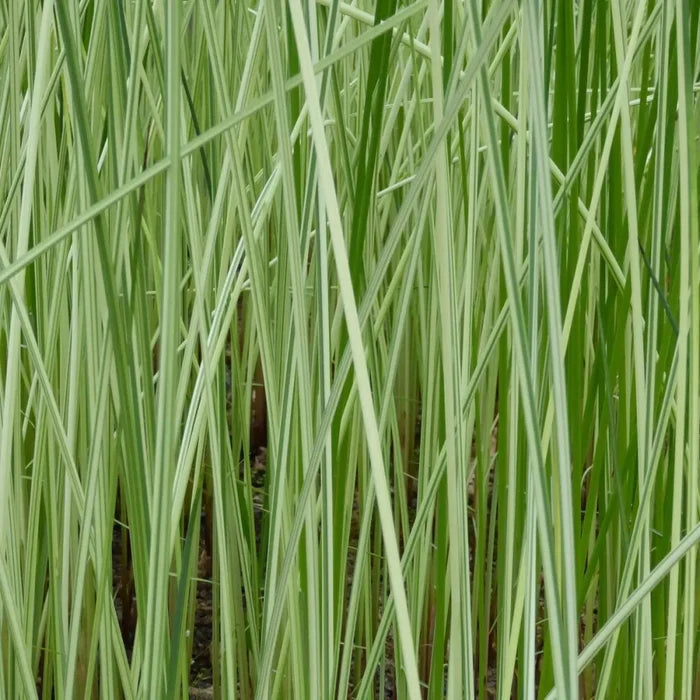 Scirpus lacustris (= Schoenoplectus) | Common bulrush / great club‑rush | Marginal Plant