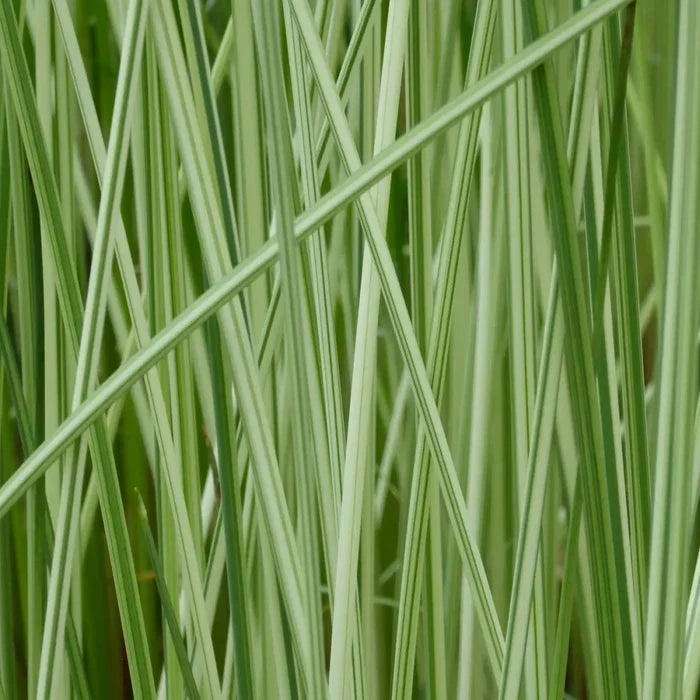 Scirpus lacustris (= Schoenoplectus) | Common bulrush / great club‑rush | Marginal Plant