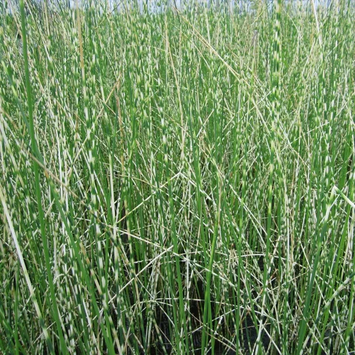 Scirpus lacustris (= Schoenoplectus) | Common bulrush / great club‑rush | Marginal Plant