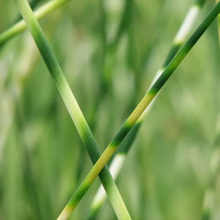 Scirpus lacustris (= Schoenoplectus) | Common bulrush / great club‑rush | Marginal Plant