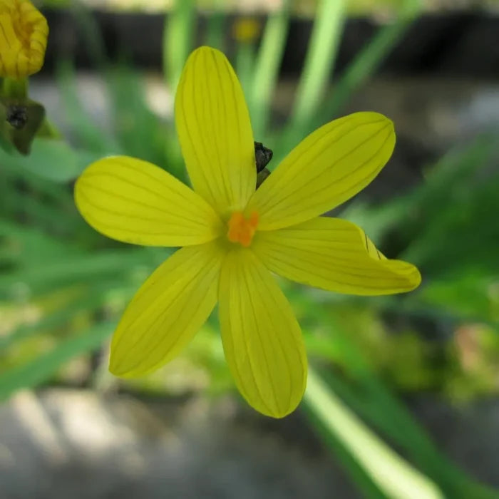 Sisyrinchium californicum | Yellow‑eyed grass | Marginal Plant