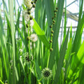 Sparganium erectum | Branched bur‑reed | Marginal Plant