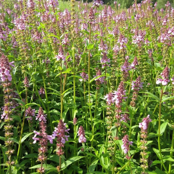Stachys palustris | Marsh woundwort | Marginal Plant