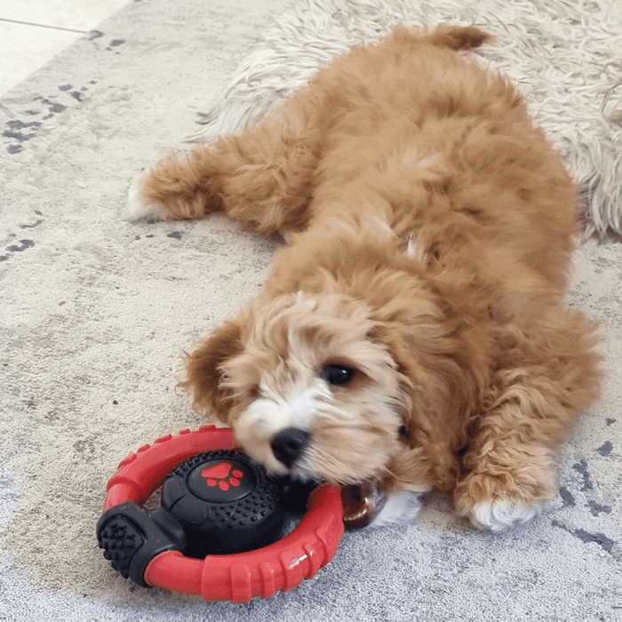 Steering Wheel Dog Tough Toy - Tough Toys from . at DoggyTopia
