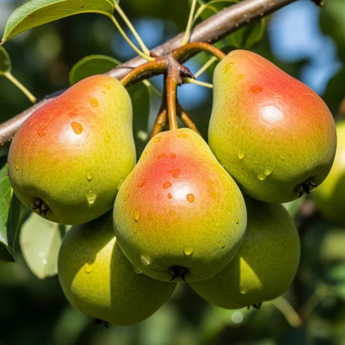 Stepover 'Concorde' Pear Tree | Bare Root