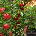 The 3 Best Fruit Trees for Small Gardens | Apple (9L), Cherry (9L) & Fig (2L)