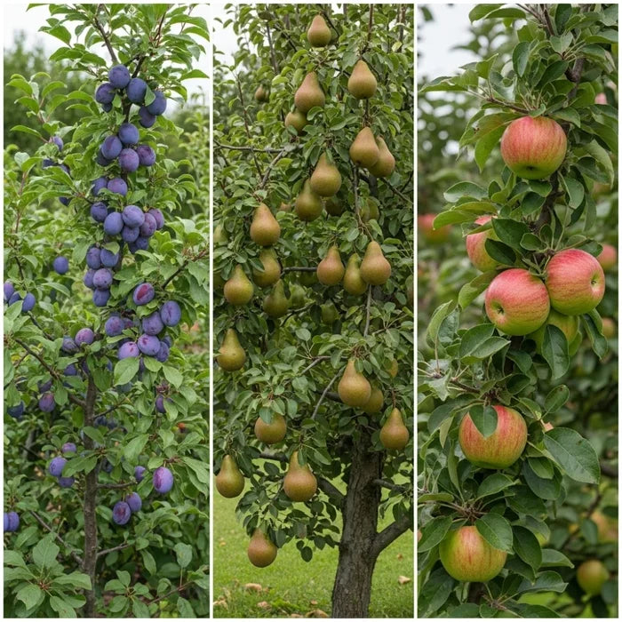 The 3 Top Performing Fruit Trees to Grow in the UK | Apple, Pear & Plum