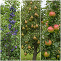 The 3 Top Performing Fruit Trees to Grow in the UK | Apple, Pear & Plum