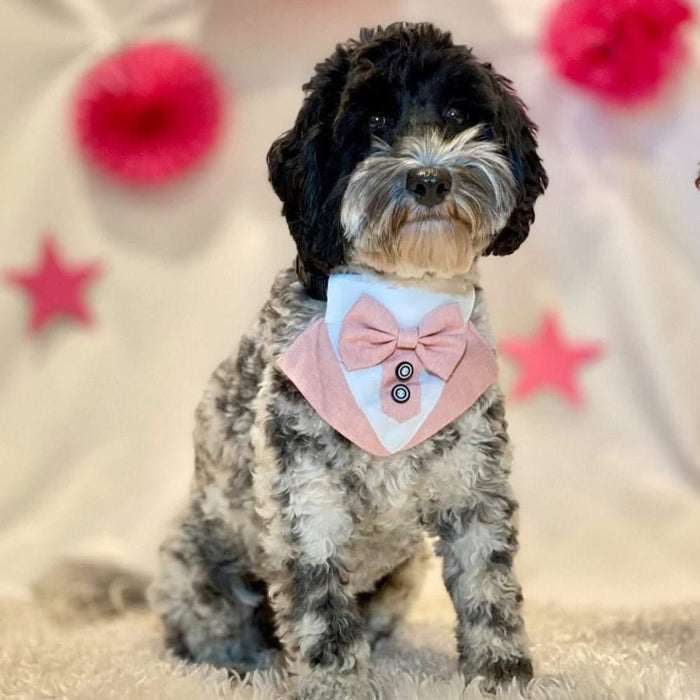 Tuxedo Dog Bandana - Dusty Pink - Tuxedo Bandanas from . at DoggyTopia