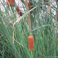 Typha gracilis | Slender cattail | Marginal Plant