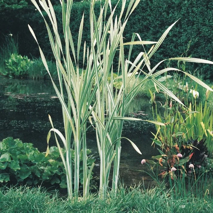 Typha latifolia ‘Variegata’ | Variegated cattail | Marginal Plant