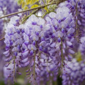 Wisteria 'Lavender Lace'