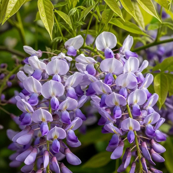 Wisteria 'Lavender Lace'