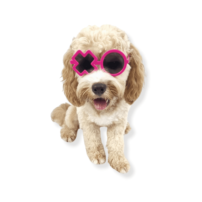 XO Dog Glasses - Dog Goggles from Sale at DoggyTopia